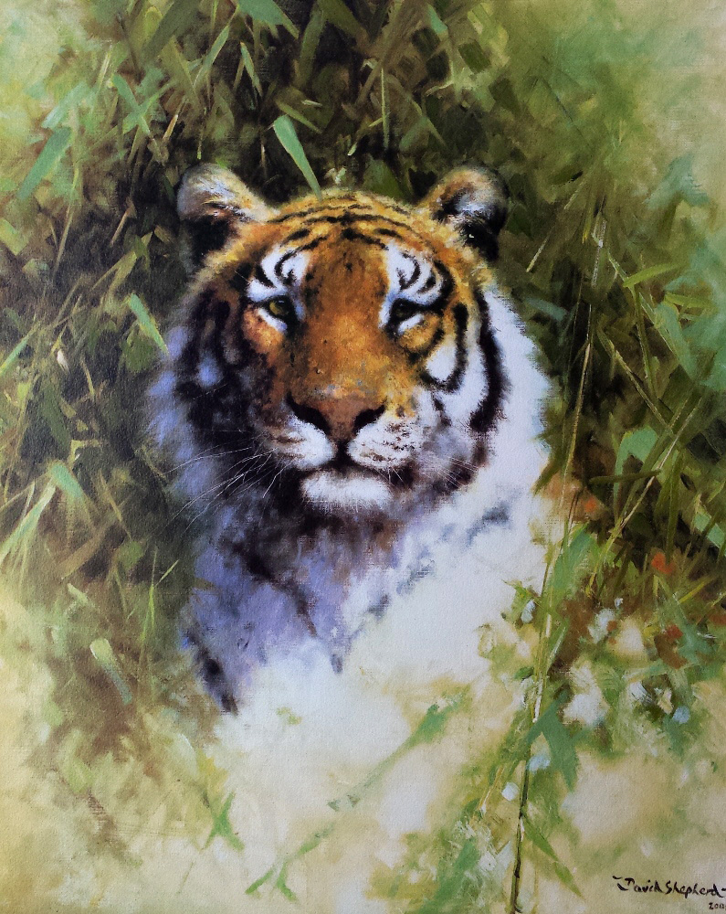 2014 Portrait Portrait of a Tiger